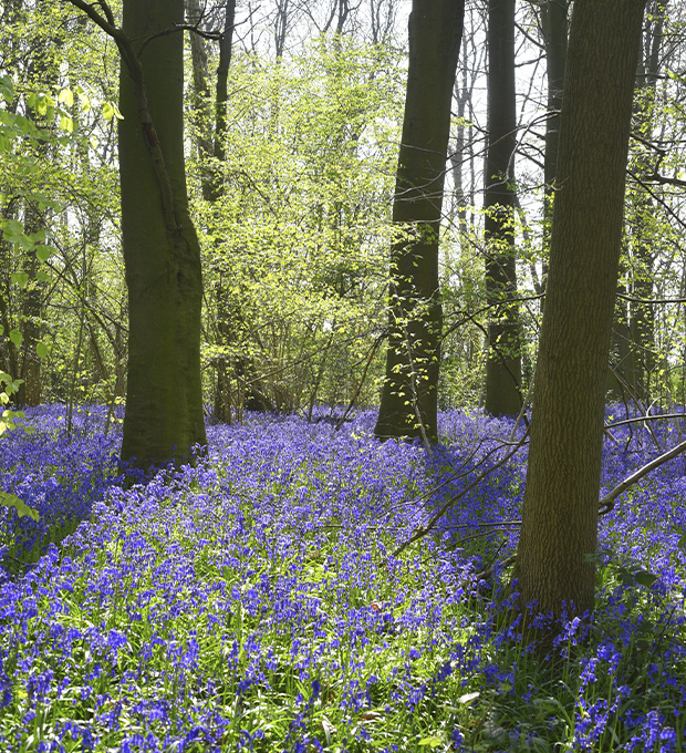 Doddington Hall Bluebell Wood