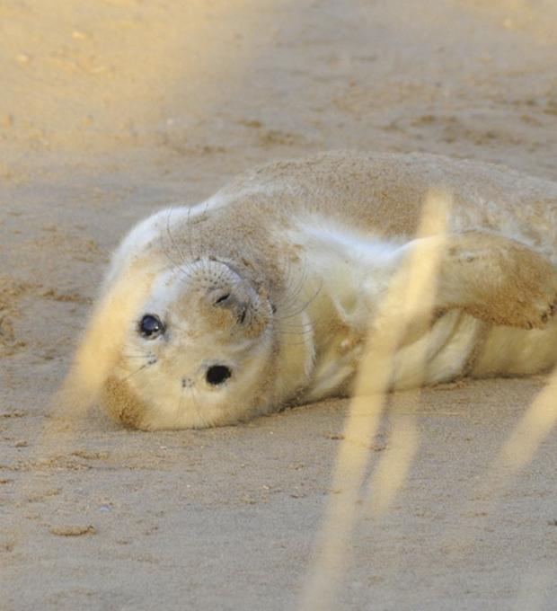 Seal pup