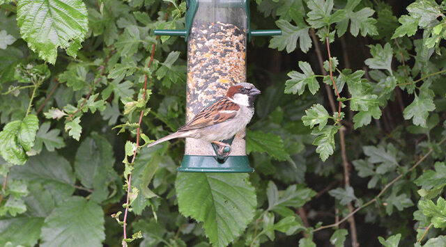 Vine House Fram Bird Feed Vine House Fram Bird Feed