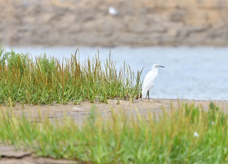 Bird trail blog header Bird trail blog header