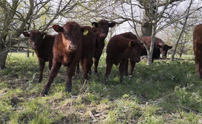 Lincoln red cattle driving biodiversity at Wilder Doddington